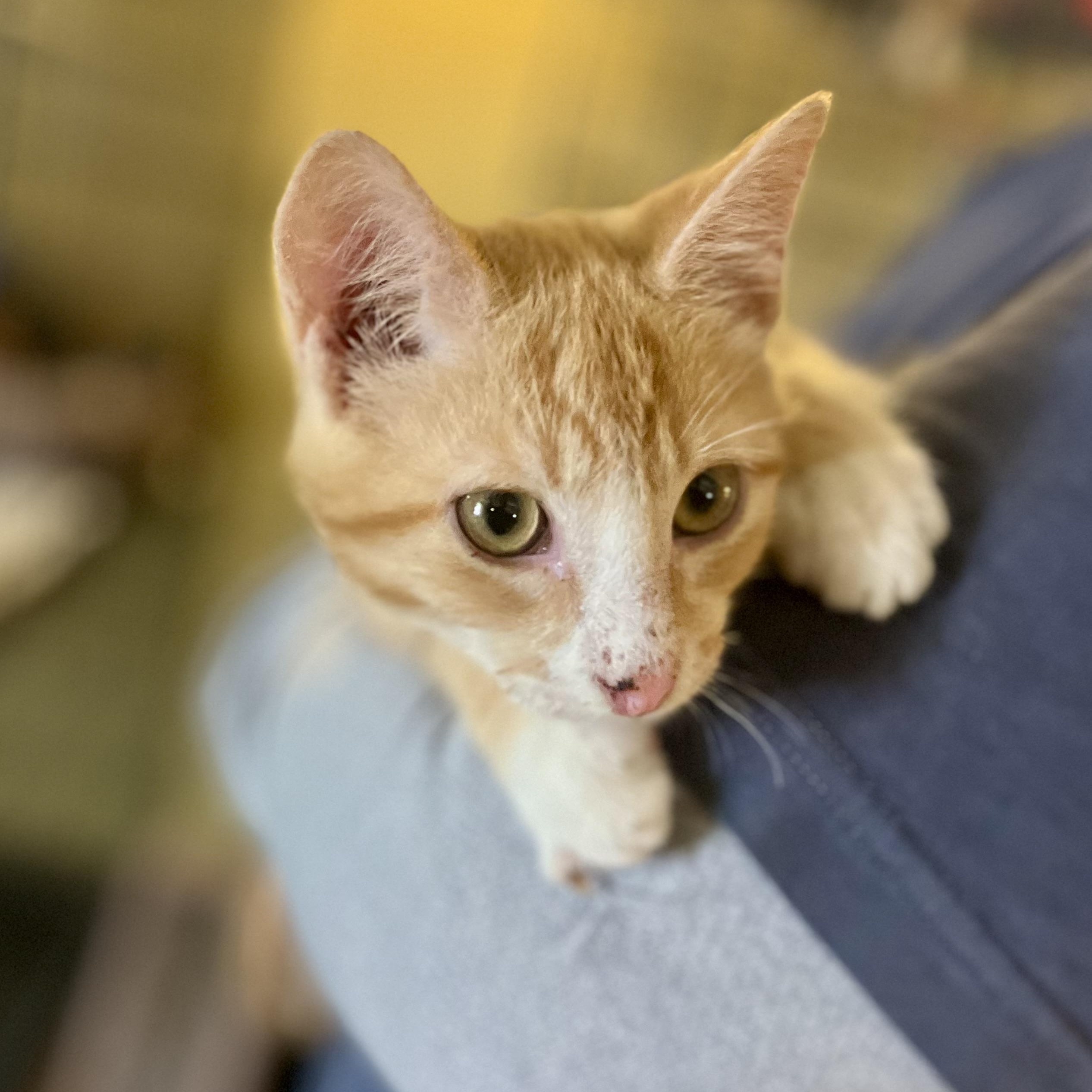 Mugsy, a Adoptable Domestic Short Hair in Greensboro, NC image 3/5