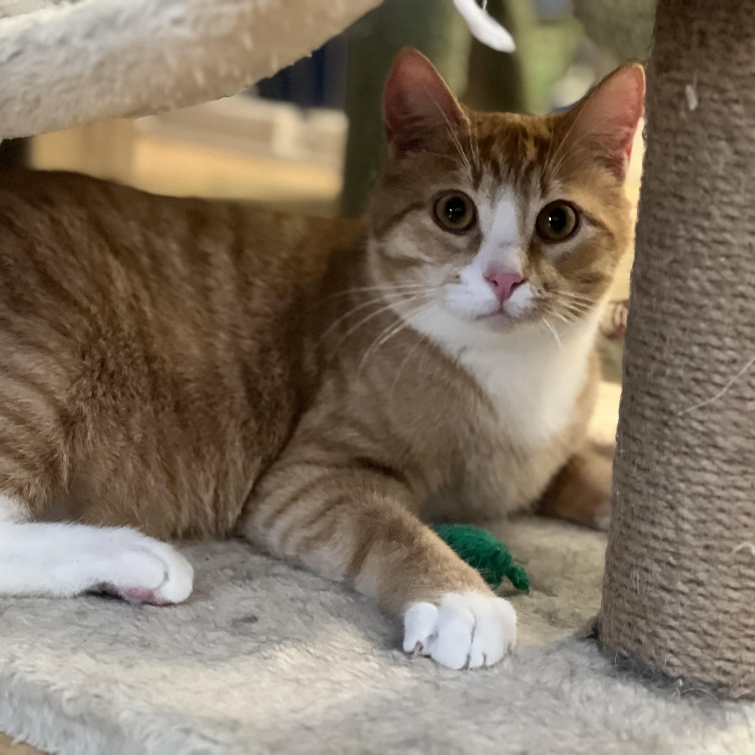 Mugsy, Adoptable, Young Male Domestic Short Hair.