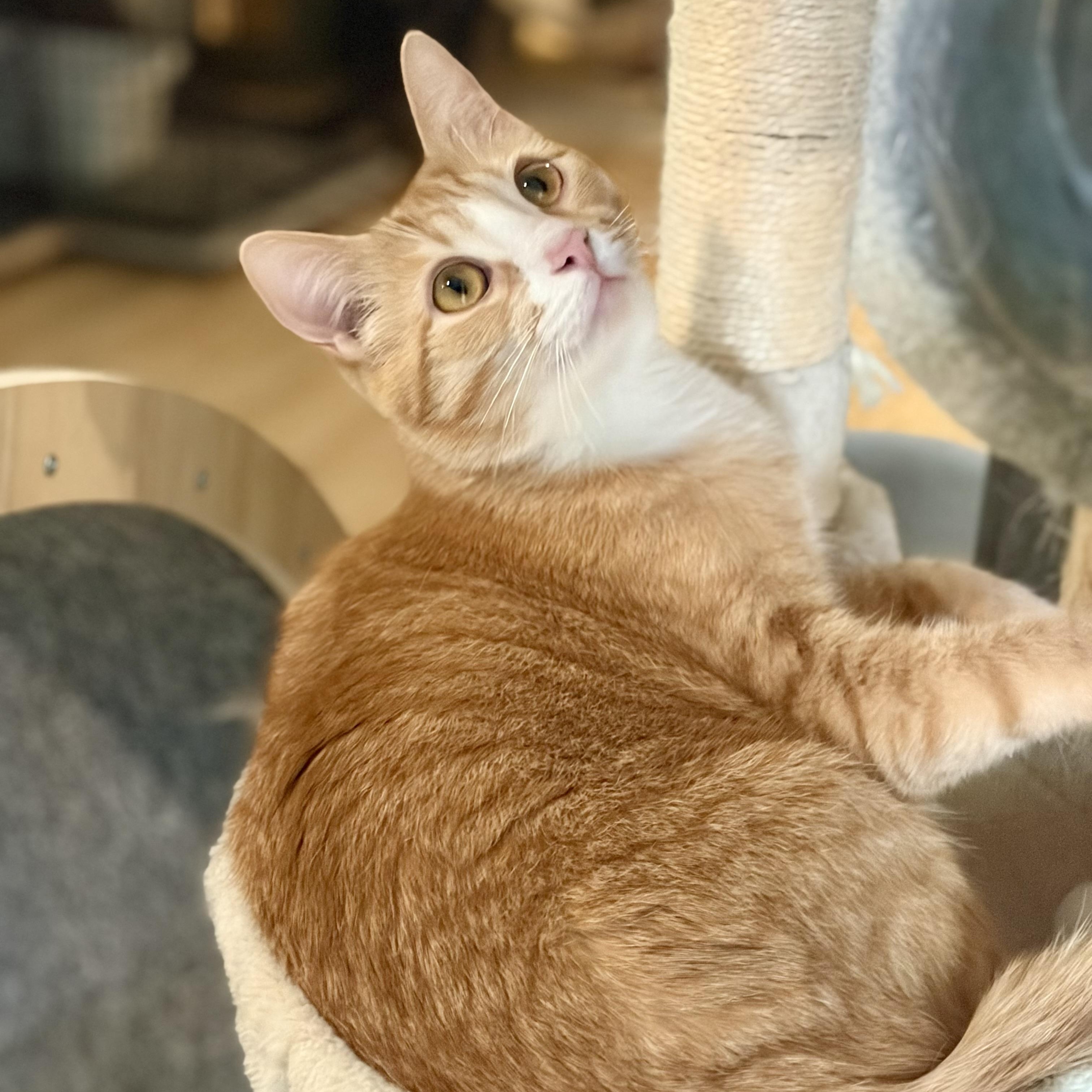 Mugsy, a Adoptable Domestic Short Hair in Greensboro, NC image 5/6