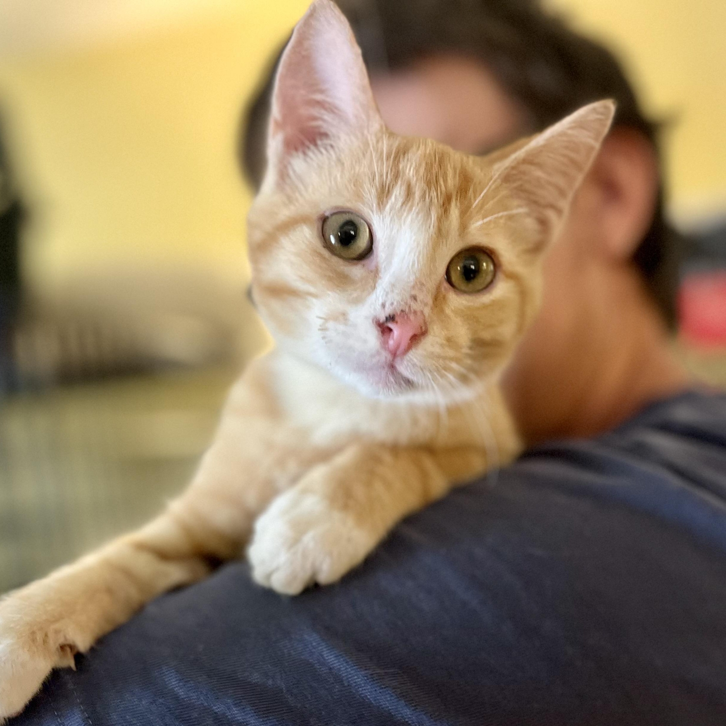 Mugsy, a Adoptable Domestic Short Hair in Greensboro, NC image 4/5