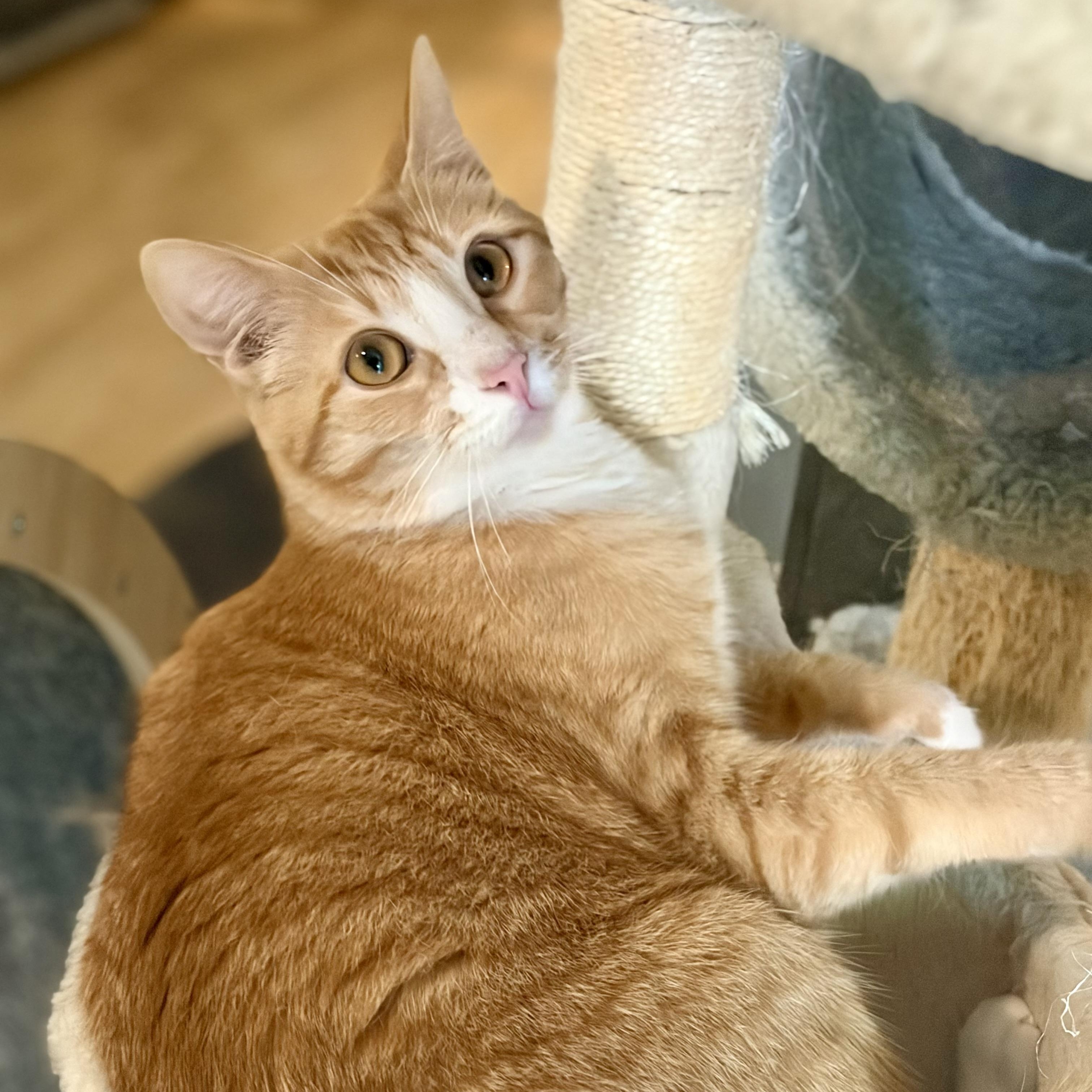 Mugsy, a Adoptable Domestic Short Hair in Greensboro, NC image 6/6