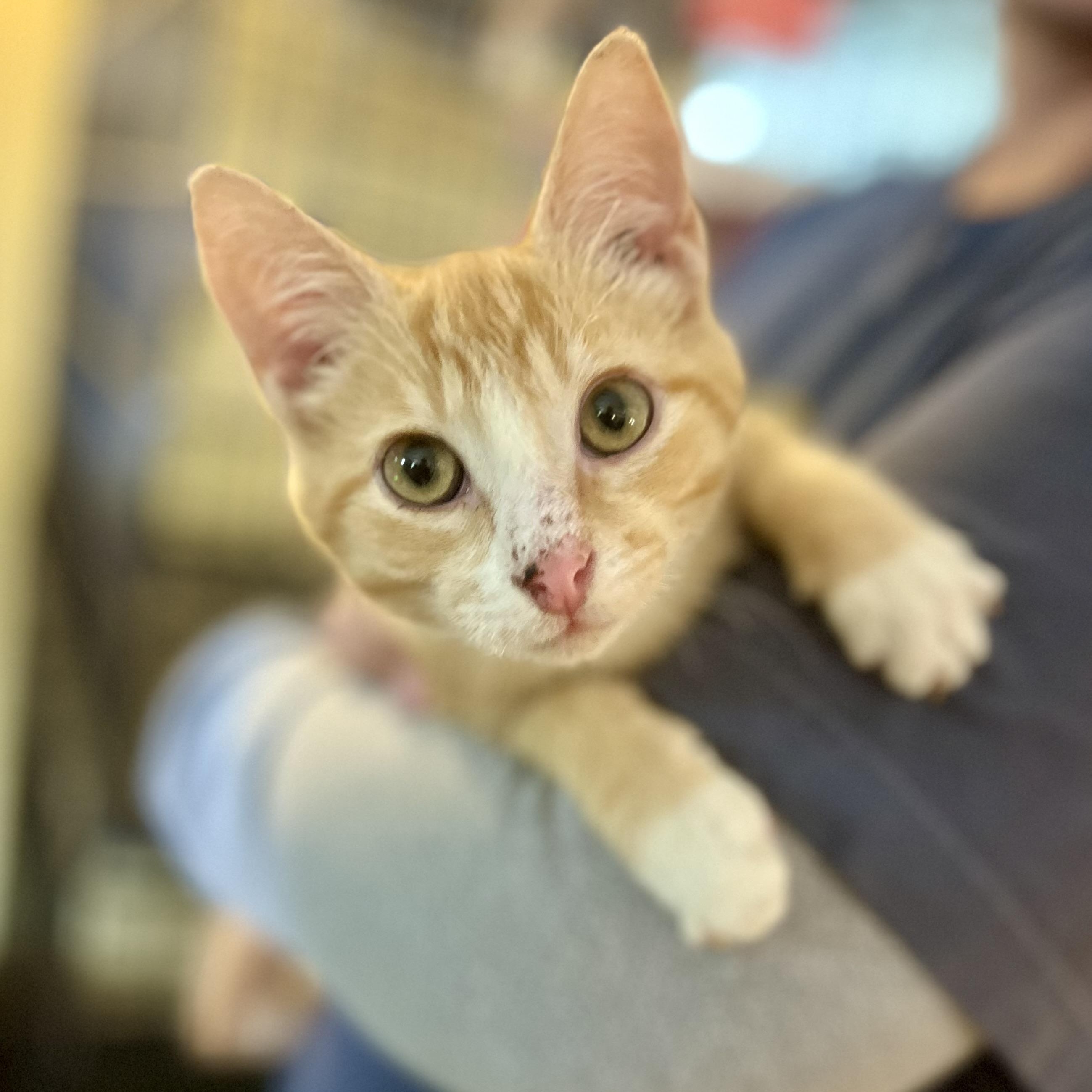 Mugsy, a Adoptable Domestic Short Hair in Greensboro, NC image 2/5