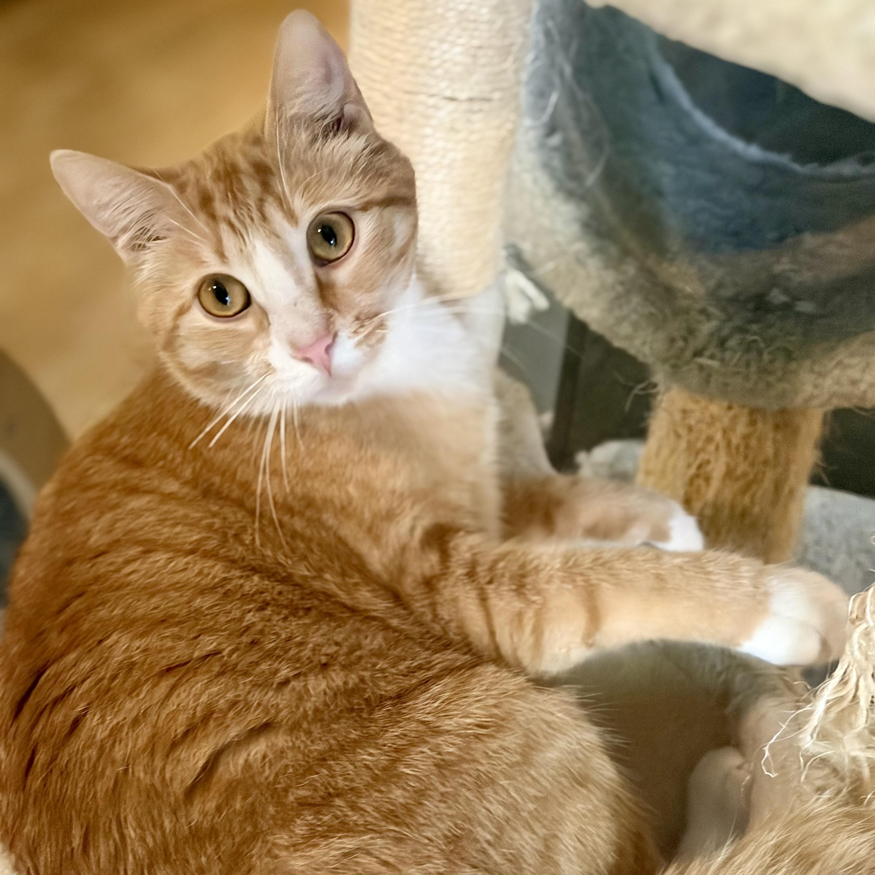 Mugsy, Adoptable, Young Male Domestic Short Hair.