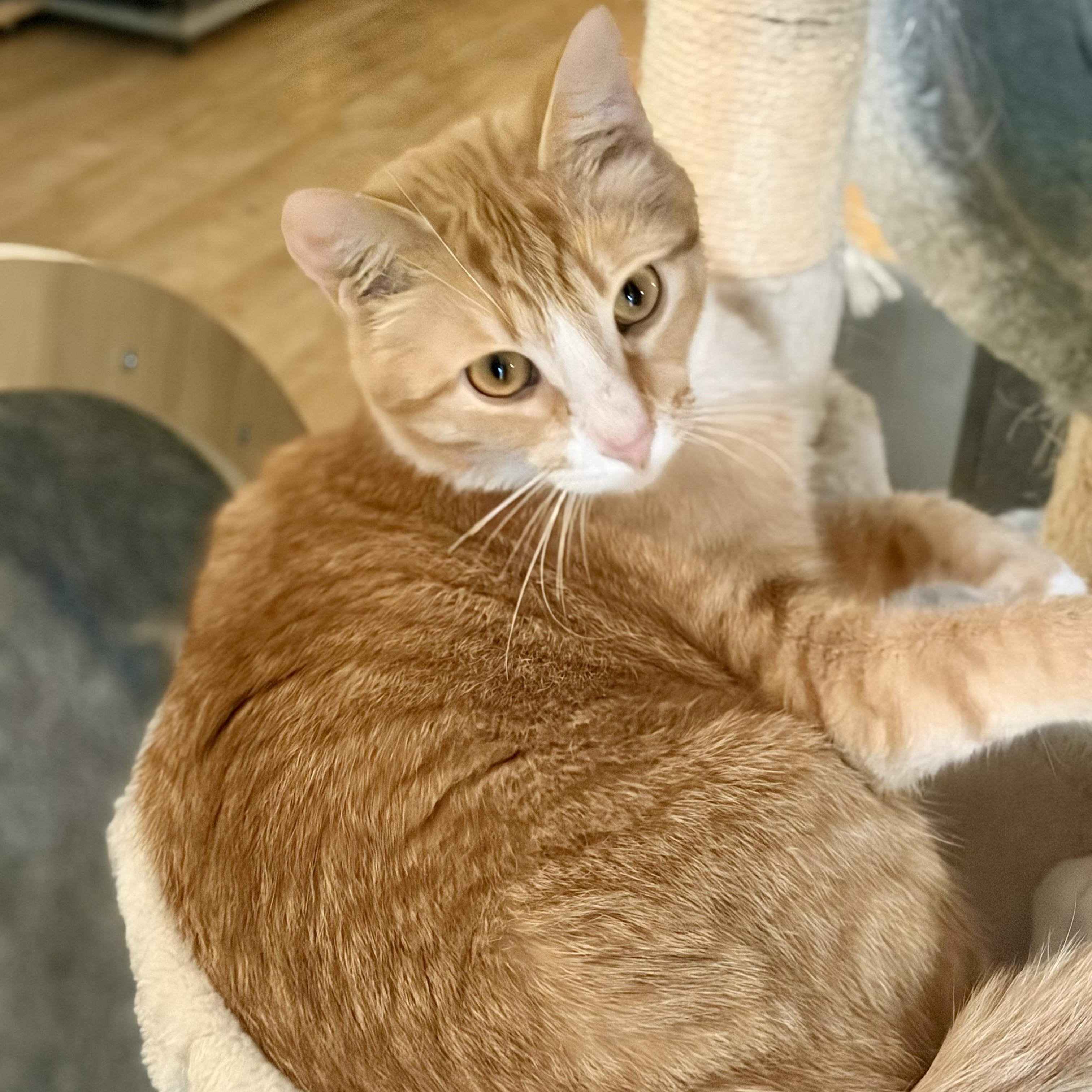 Mugsy, a Adoptable Domestic Short Hair in Greensboro, NC image 4/6