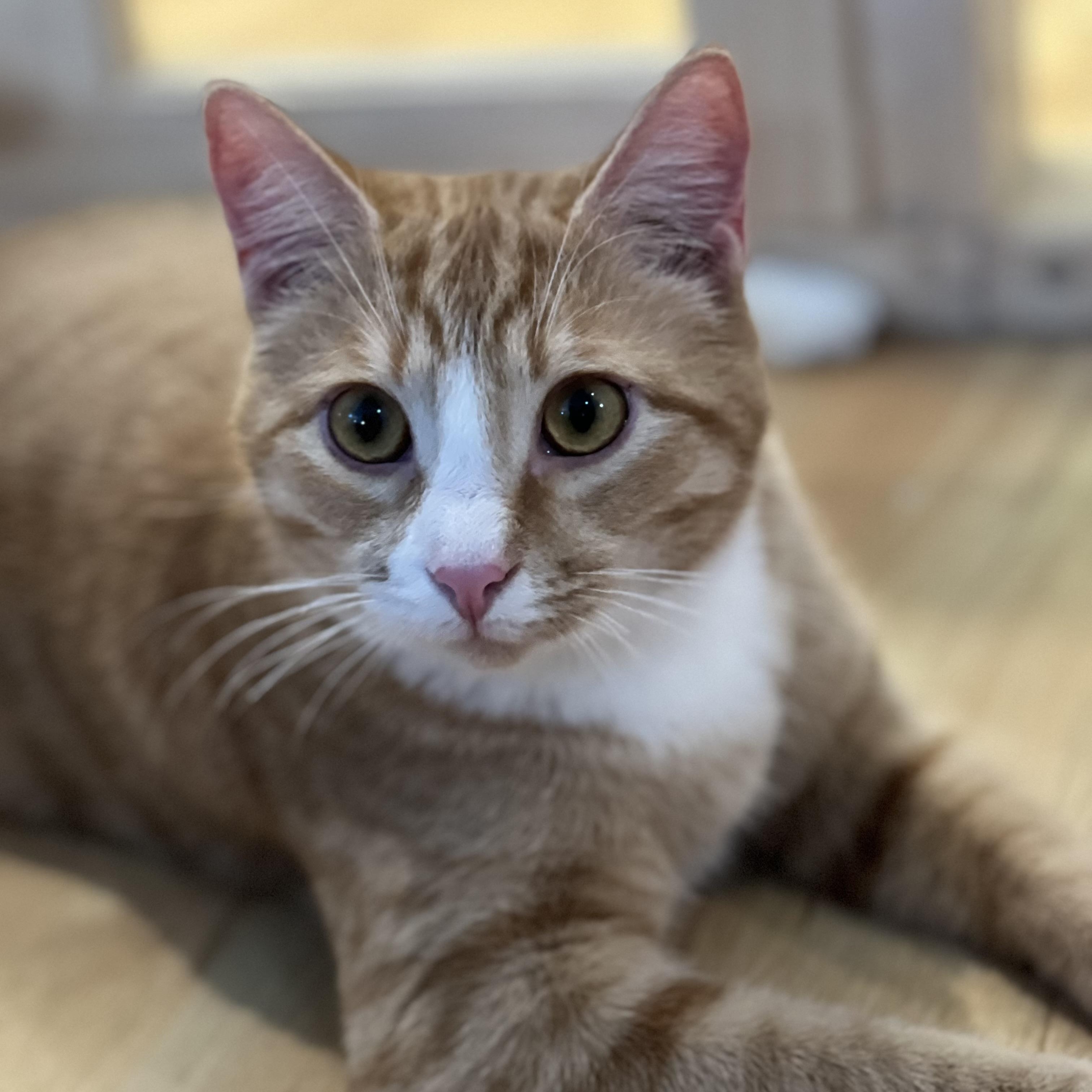 Enlarge Mugsy, a Adoptable Domestic Short Hair in Greensboro, NC image 6/6