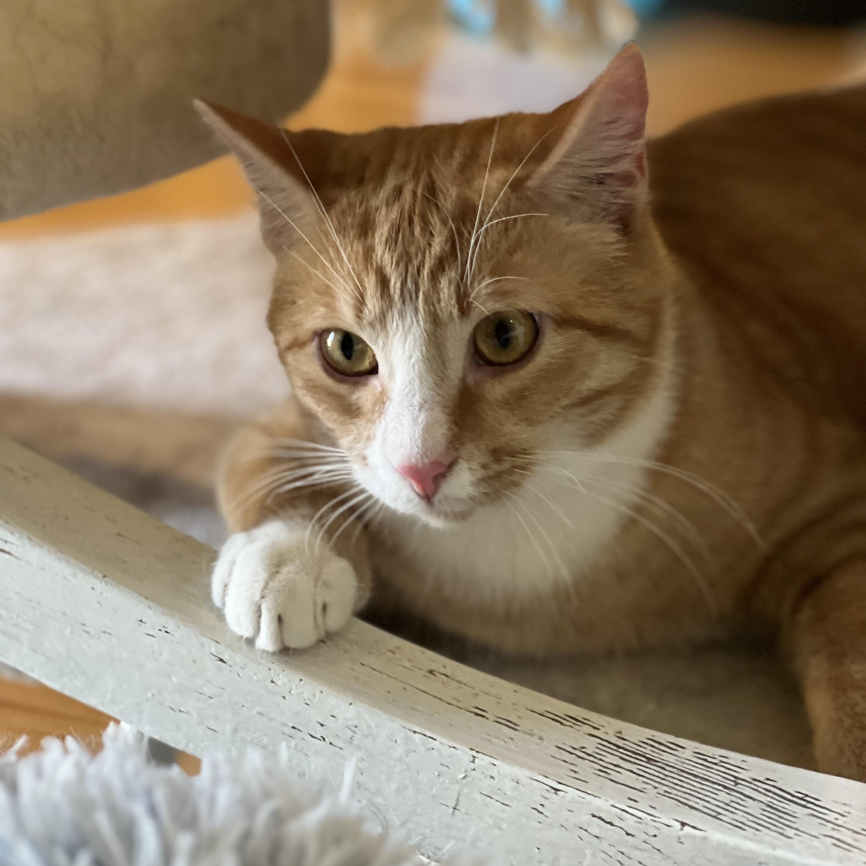 Enlarge Mugsy, a Adoptable Domestic Short Hair in Greensboro, NC image 5/6