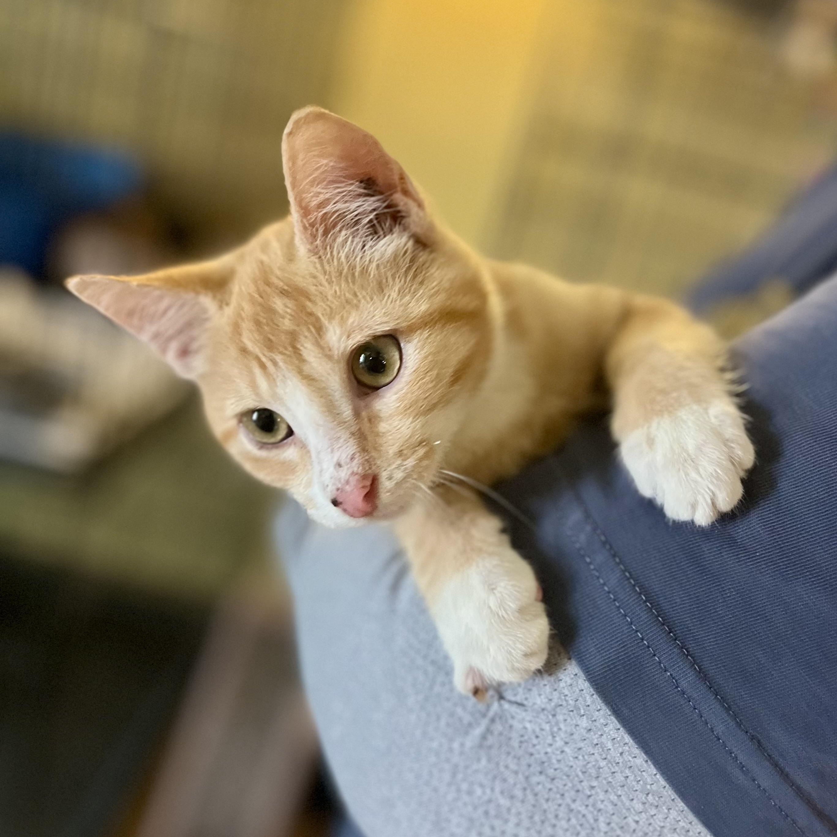 Mugsy, a Adoptable Domestic Short Hair in Greensboro, NC image 5/5