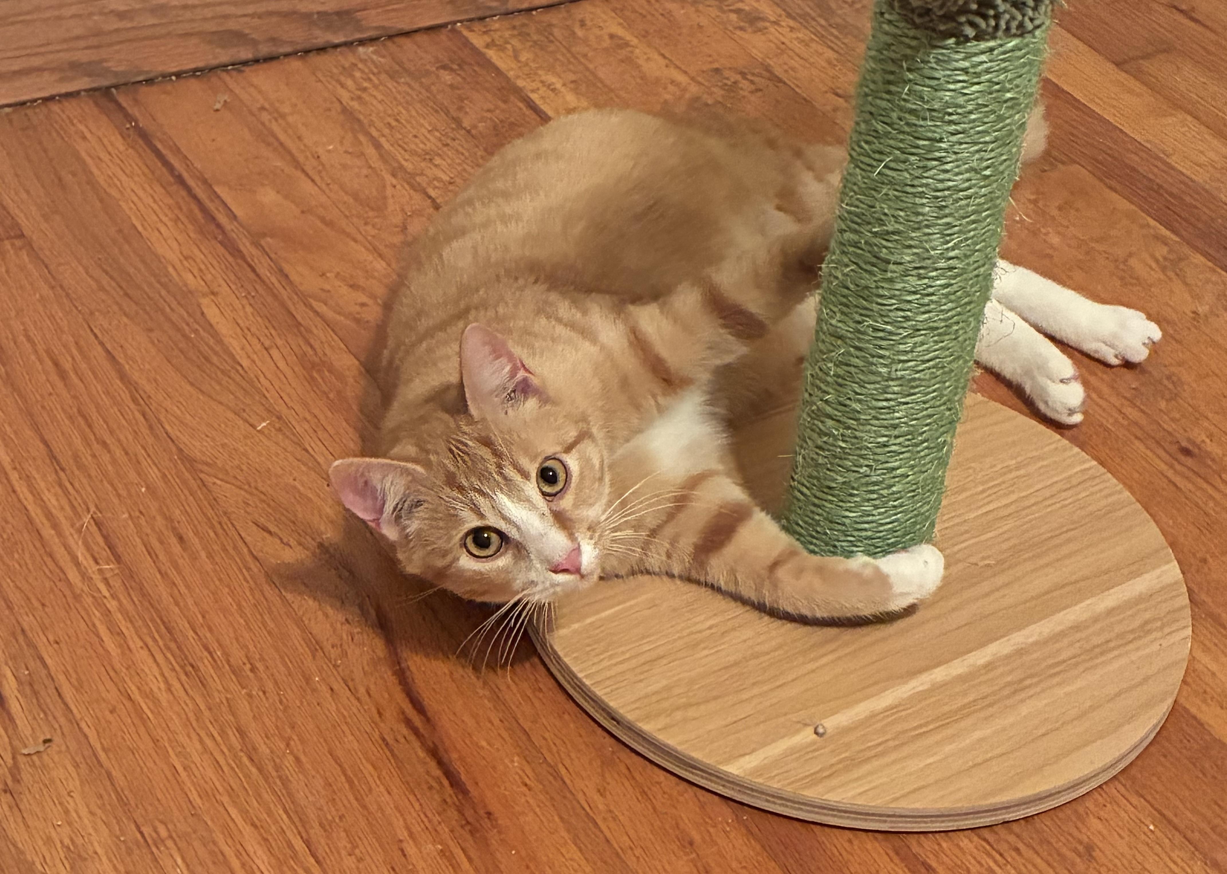 Mugsy, Adoptable, Kitten Male Domestic Short Hair.