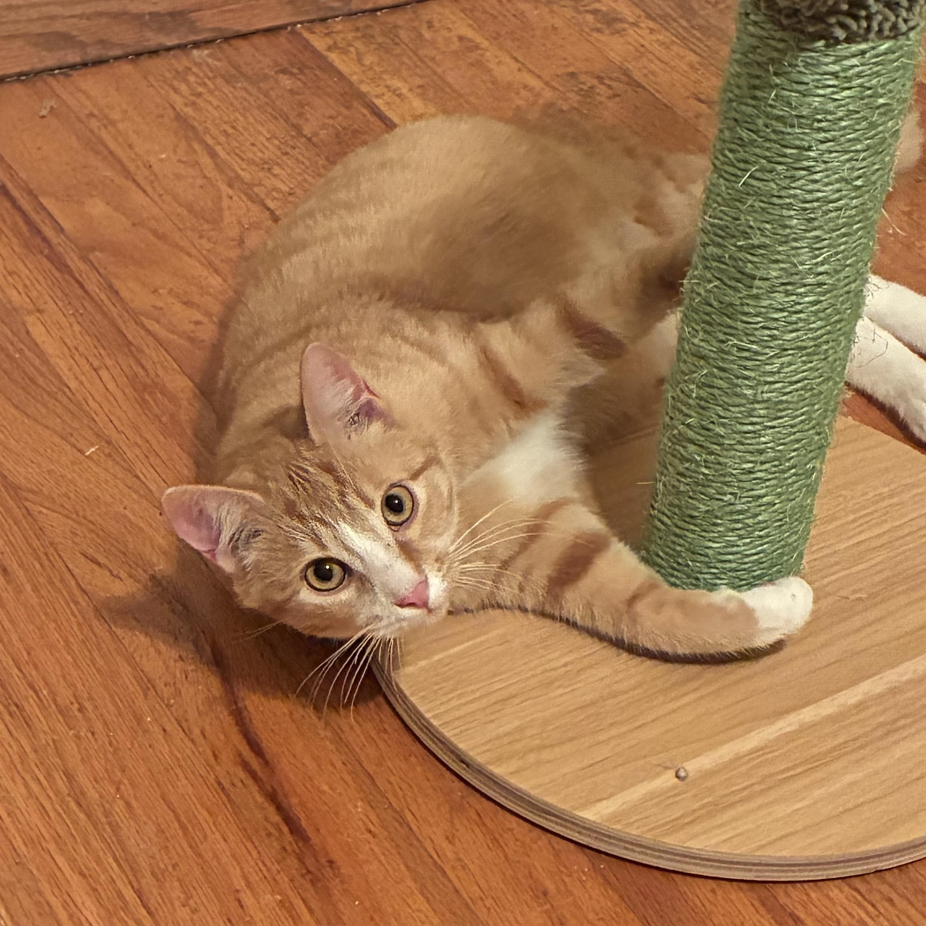 Enlarge Mugsy, a Adoptable Domestic Short Hair in Greensboro, NC image 2/6