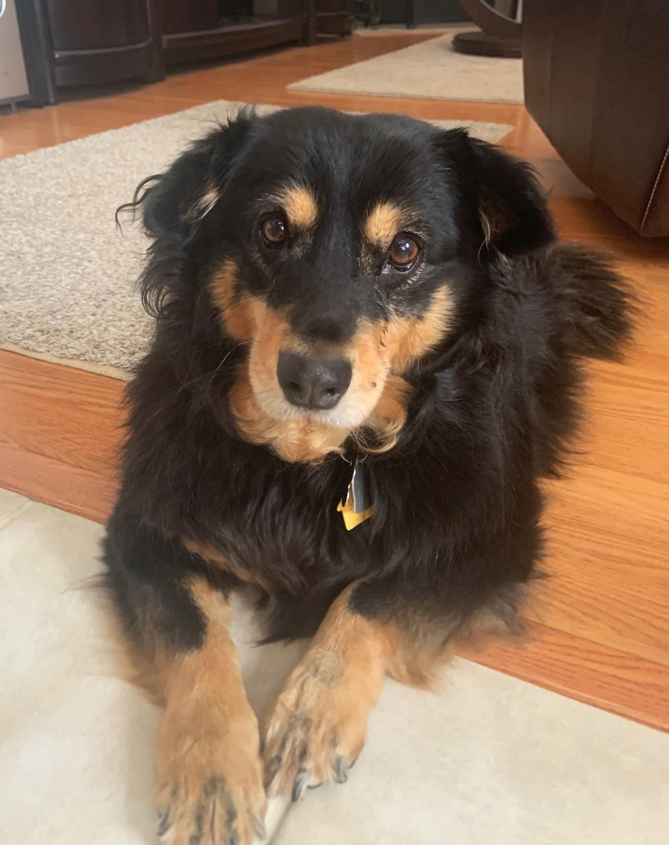 Aggie, Adoptable, Senior Female Shepherd.