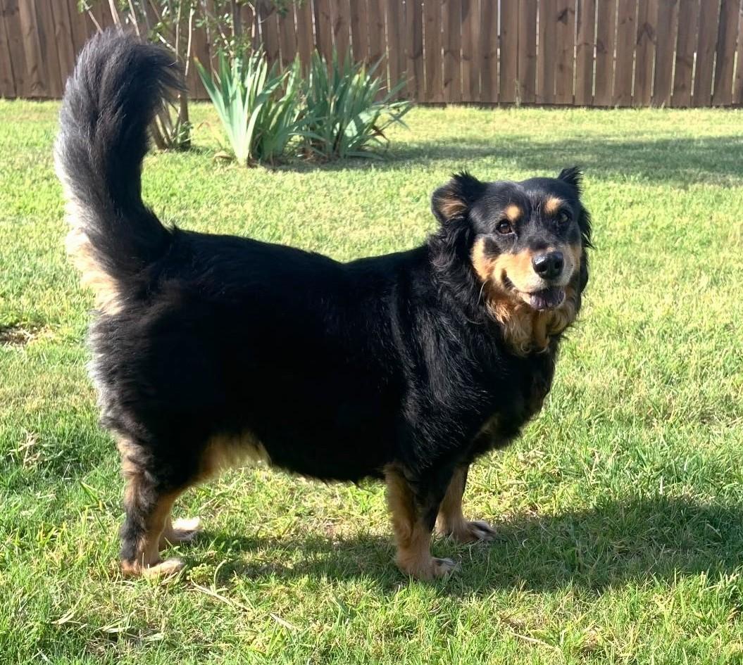 Enlarge Aggie, a Adoptable mixed breed in Plano, TX image 2/5