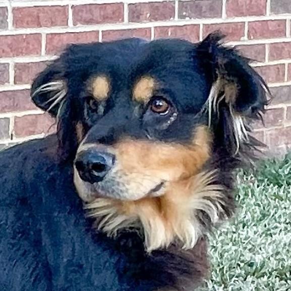 Enlarge Aggie, a Adoptable mixed breed in Plano, TX image 3/5