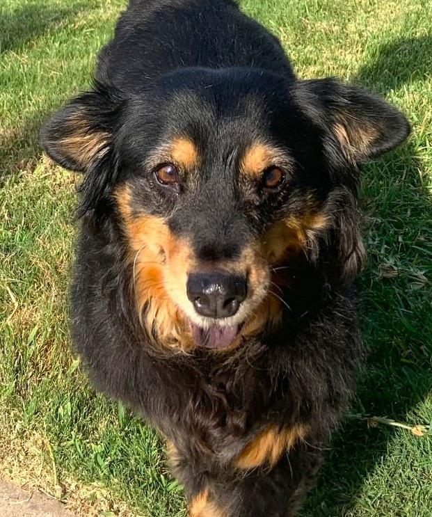 Enlarge Aggie, a Adoptable mixed breed in Plano, TX image 4/5