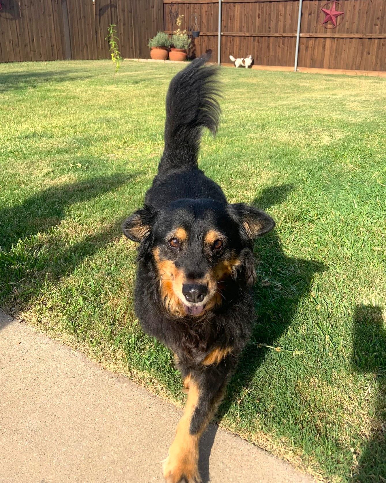 Enlarge Aggie, a Adoptable mixed breed in Plano, TX image 5/5