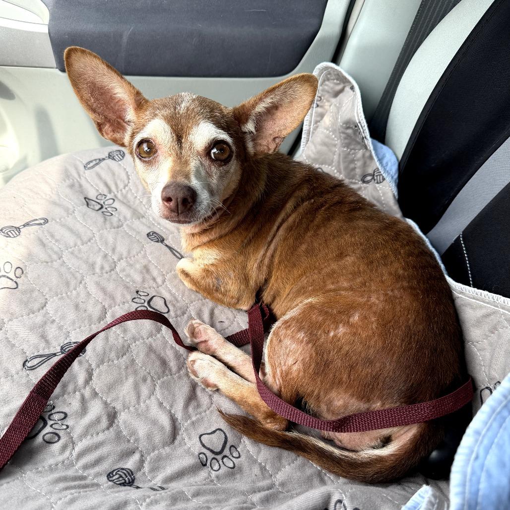 Apricot, Adoptable, Adult Female Chihuahua.