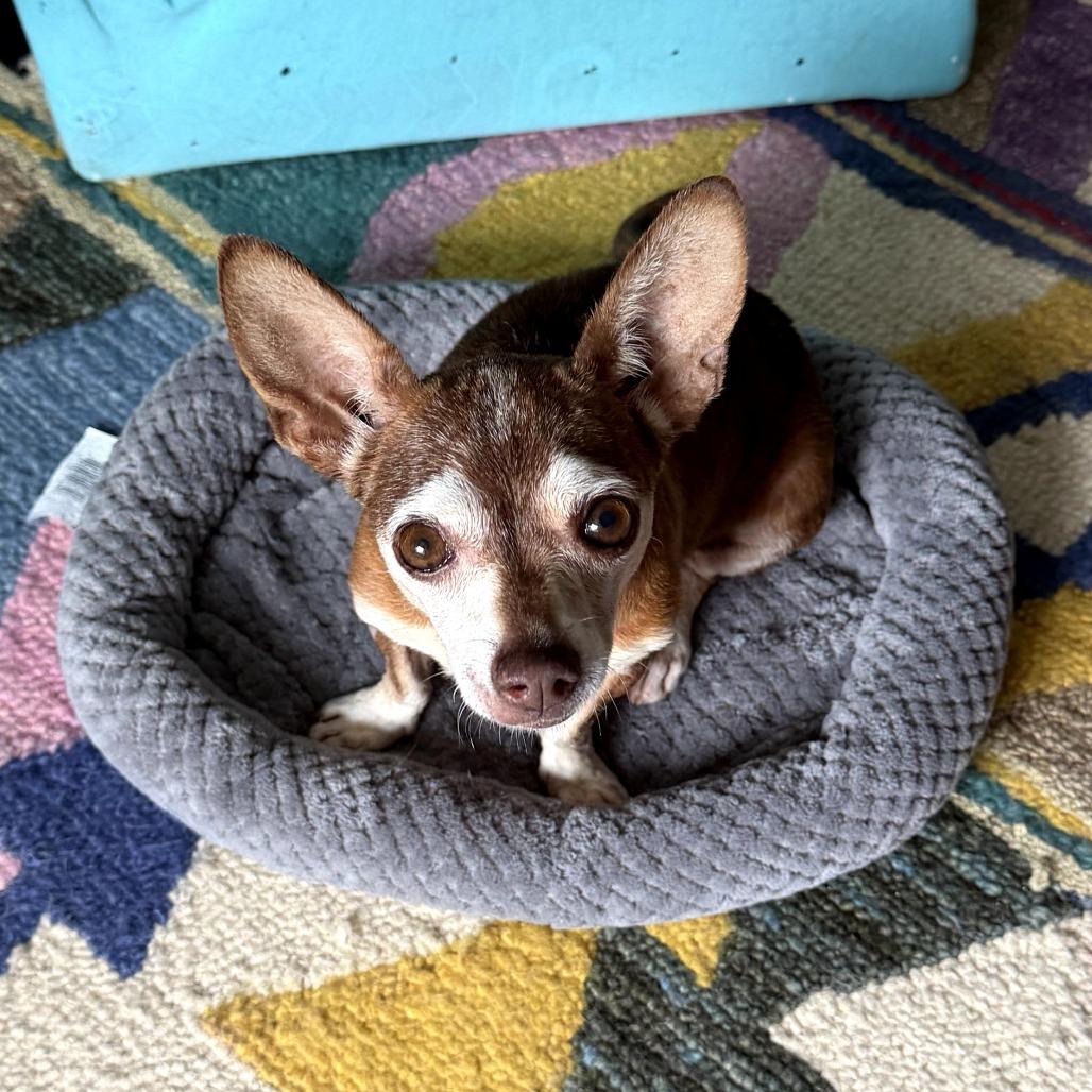 Apricot, a Adoptable Chihuahua in Durham, NC image 2/6