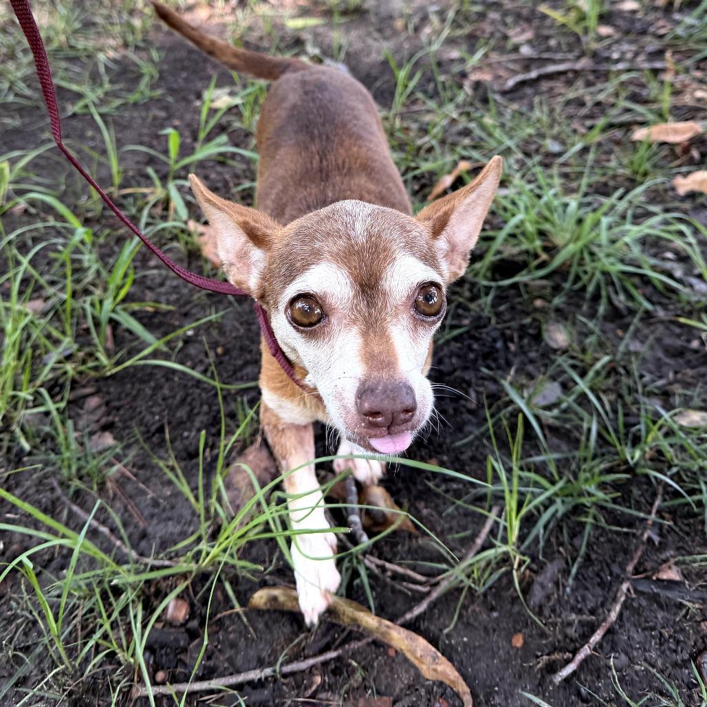 Apricot, a Adoptable Chihuahua in Durham, NC image 3/6