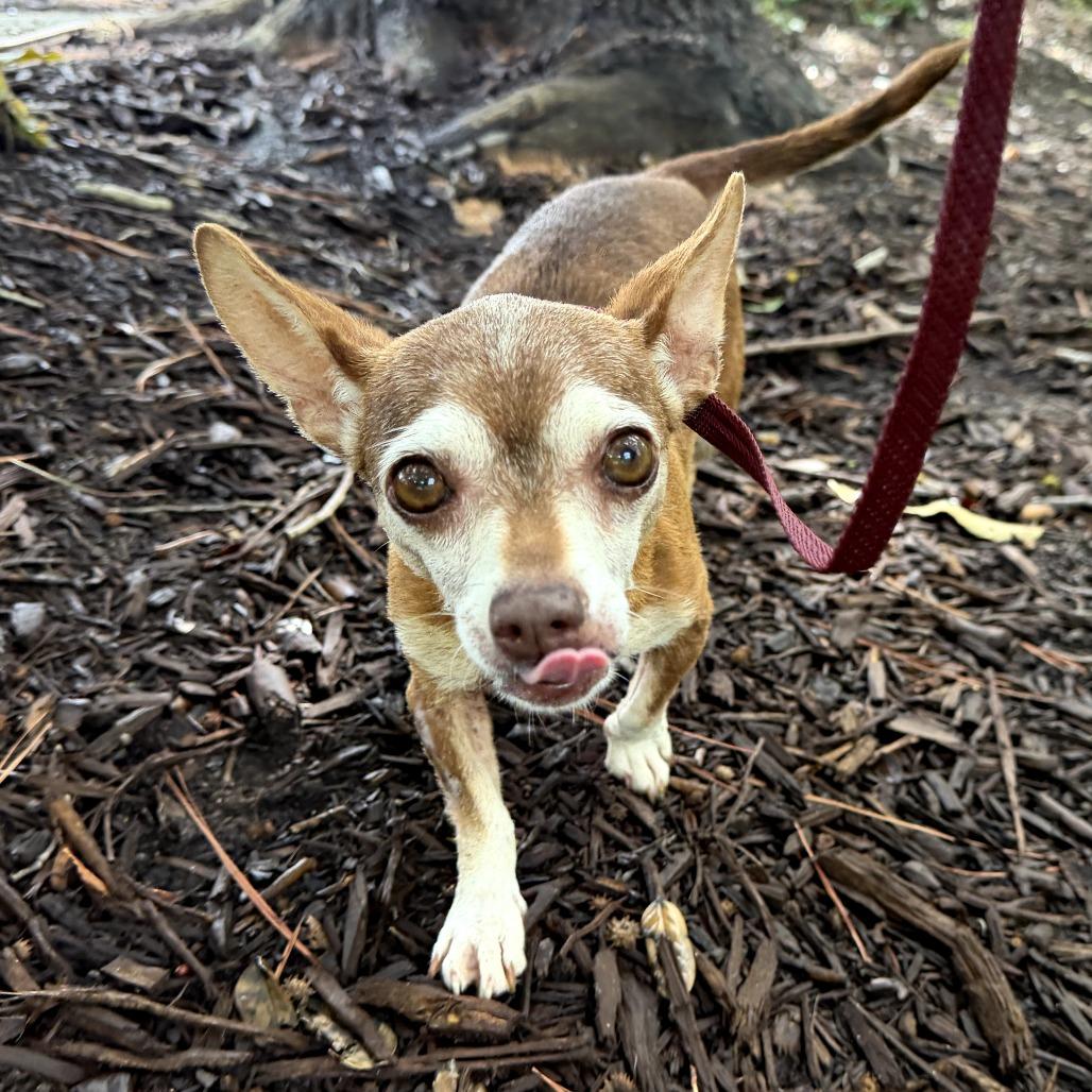 Apricot, a Adoptable Chihuahua in Durham, NC image 4/6