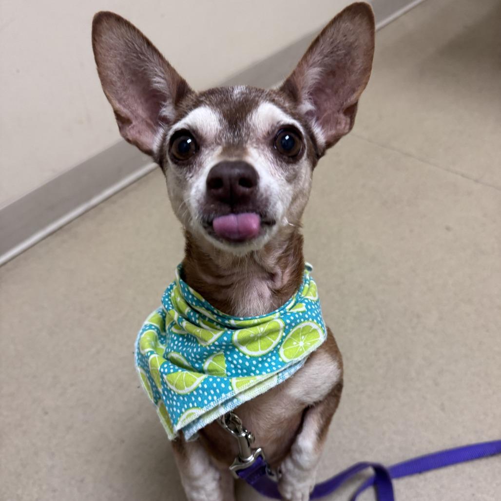 Apricot, a Adoptable Chihuahua in Durham, NC image 5/6