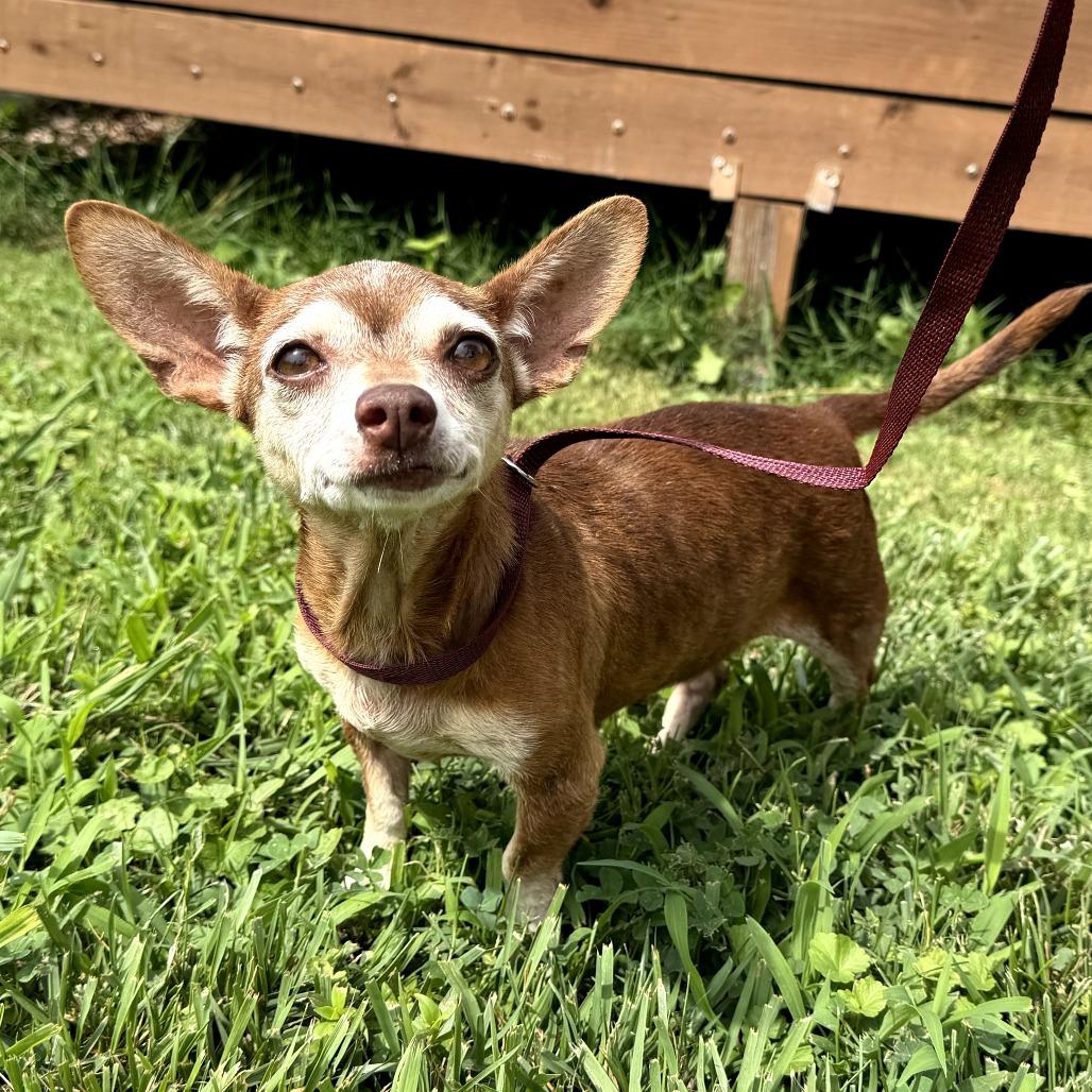 Apricot, a Adoptable Chihuahua in Durham, NC image 6/6