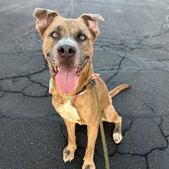 SPLOOT MCGOO, Adoptable, Adult Male Pit Bull Terrier & Mixed Breed.