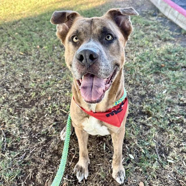 SPLOOT MCGOO, Adoptable, Adult Male Pit Bull Terrier & Mixed Breed.