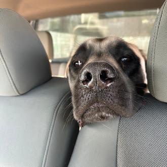 Enlarge Sam, a Adoptable Mastiff in Oswego, IL image 1/1