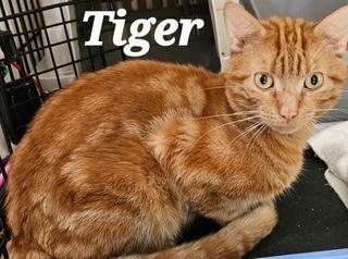 Tiger, Adoptable, Adult Male Domestic Short Hair.