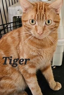 Enlarge Tiger, a Adoptable Domestic Short Hair in Middletown, CT image 2/3