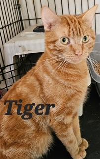 Enlarge Tiger, a Adoptable Domestic Short Hair in Middletown, CT image 3/3
