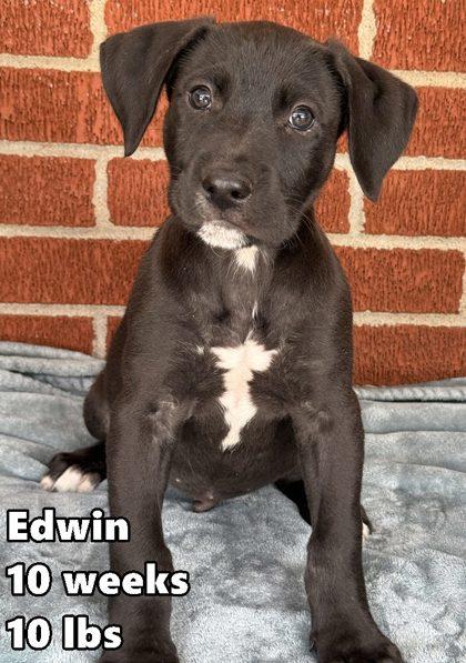 Edwin, adoptable, Young Male Retriever.