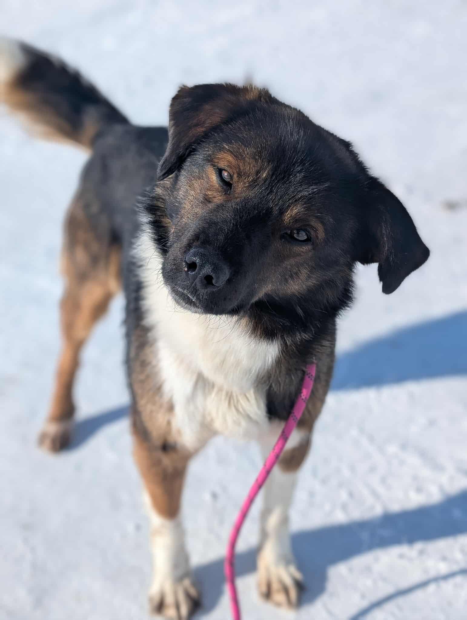 Enlarge Alfie, a ADOPTABLE mixed breed in Bethel, AK image 1/1