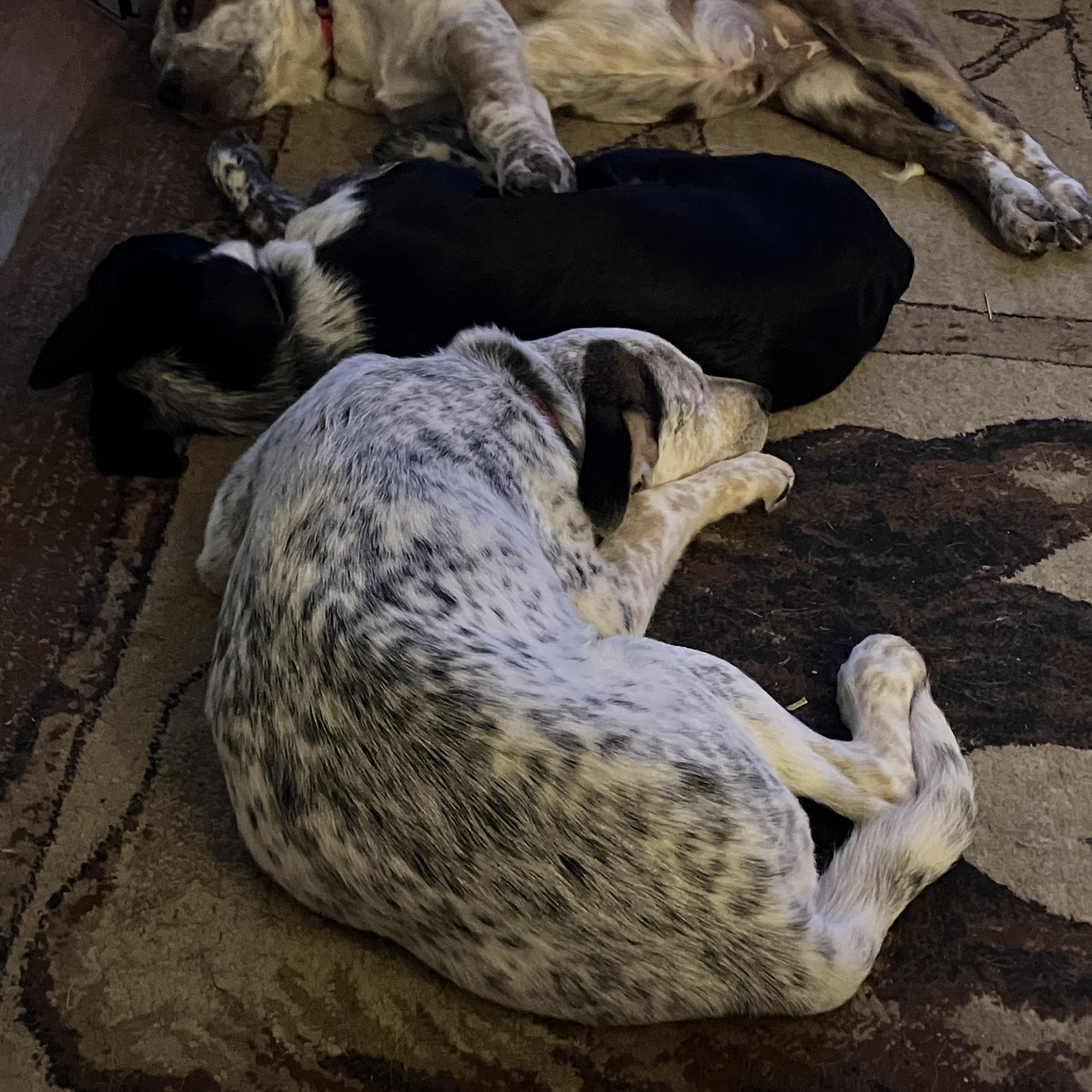 Preston, an adopted mixed breed in Wilmington, DE image 4/4
