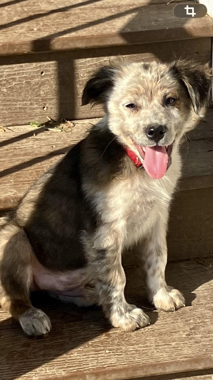Preston, adopted, Young Male Australian Cattle Dog / Blue Heeler.