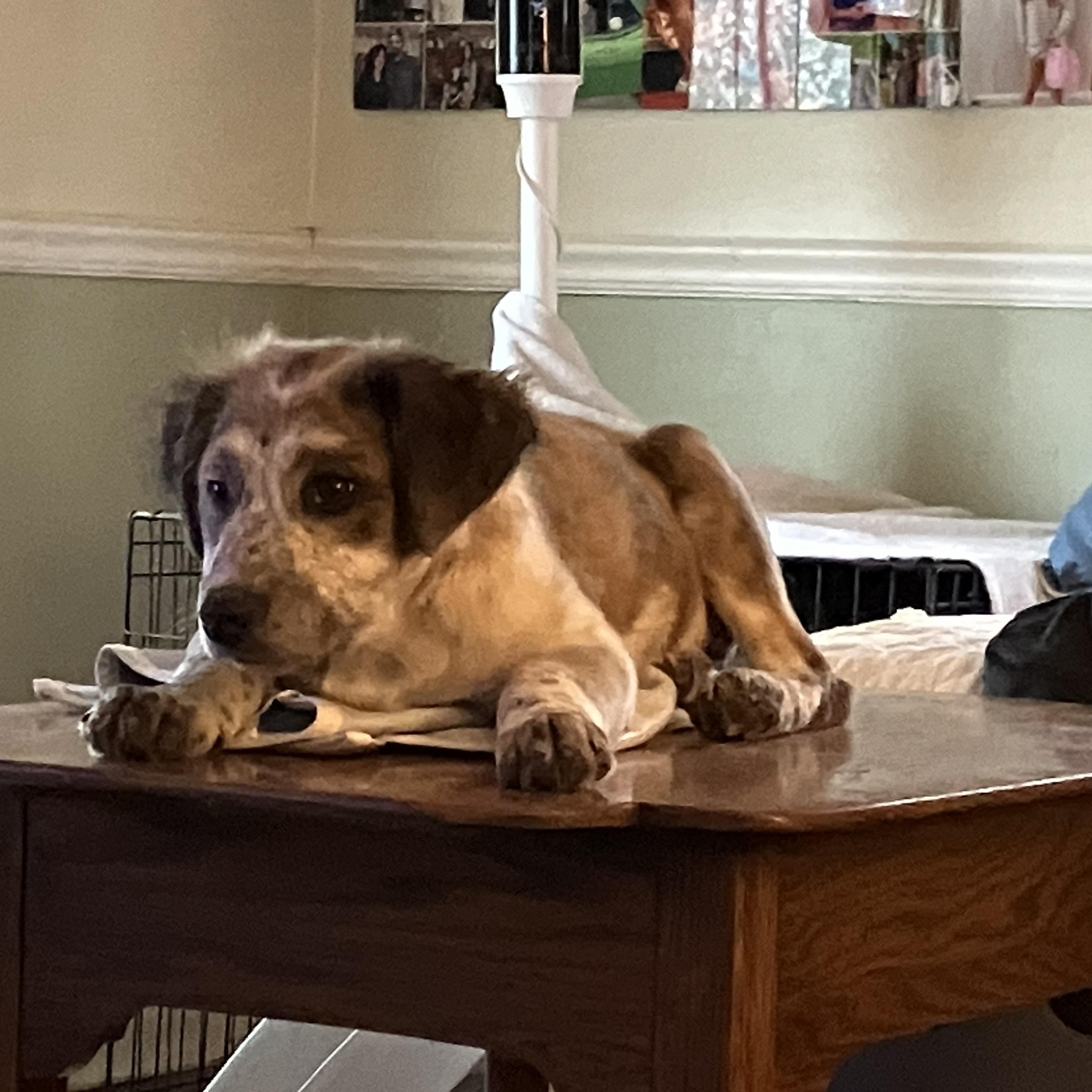 Preston, an adopted mixed breed in Wilmington, DE image 3/4