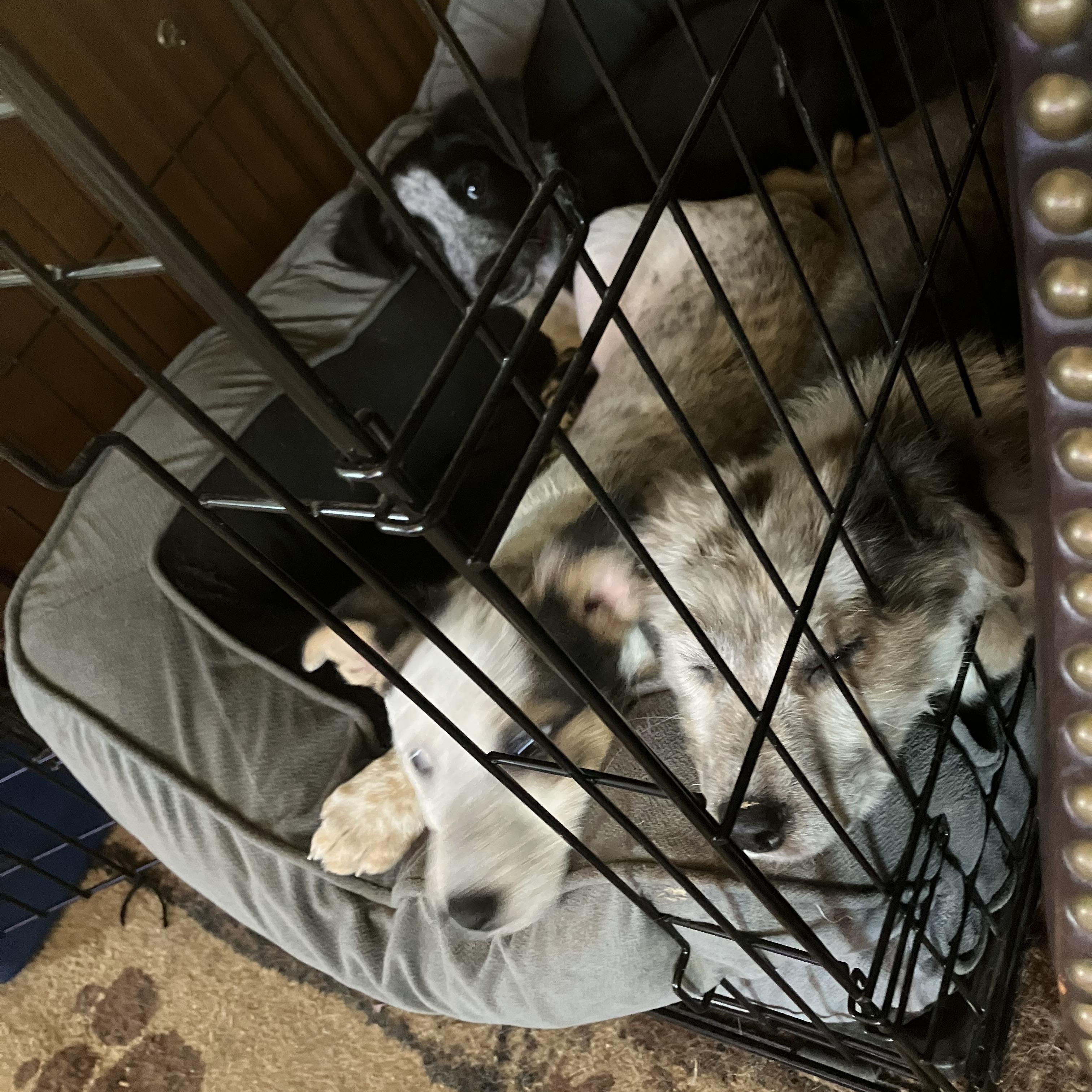 Preston, an adopted mixed breed in Wilmington, DE image 2/4