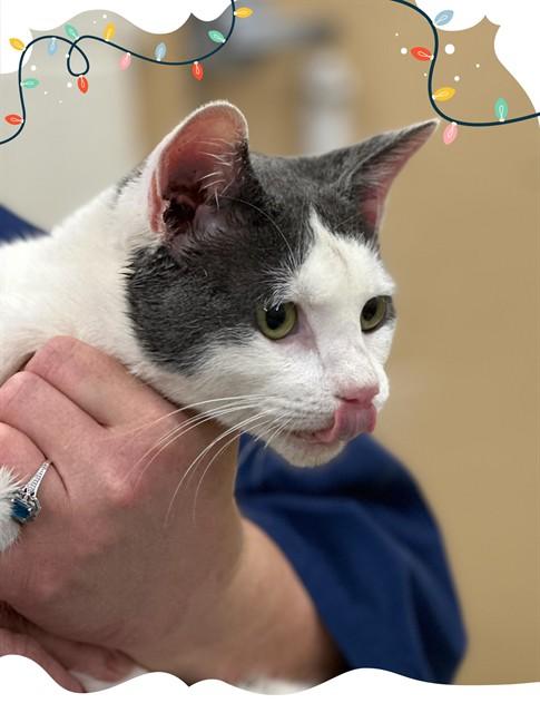 Enlarge Kringle-#49969, a ADOPTABLE Domestic Short Hair in Columbia, MD image 2/2