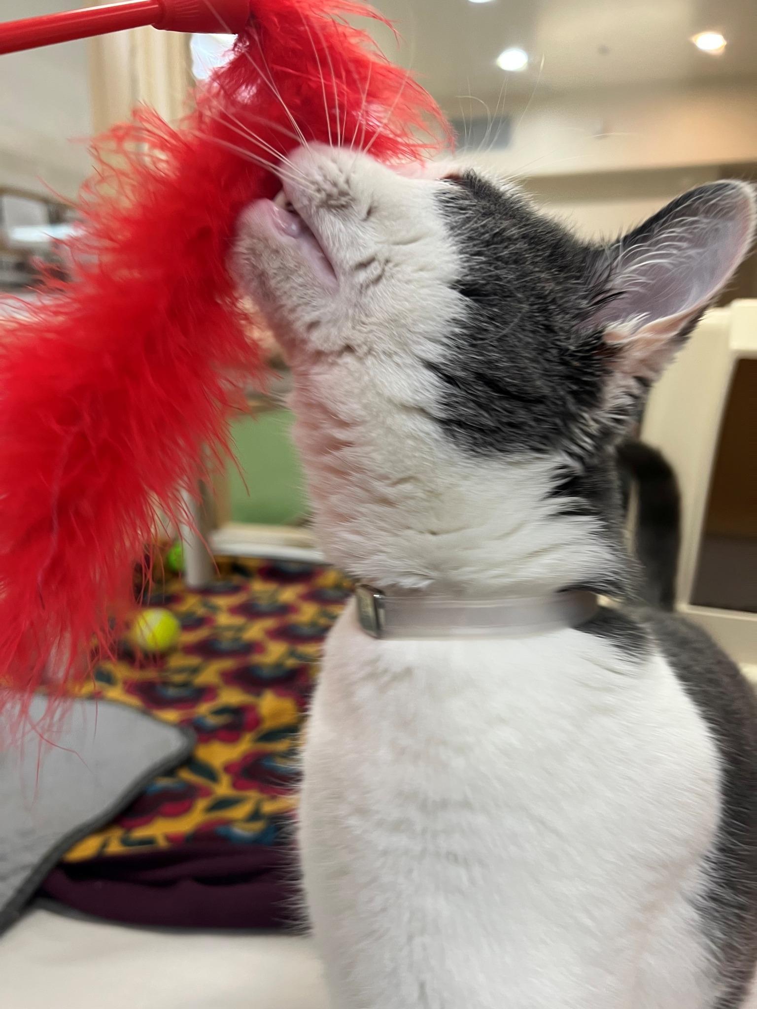 Kringle-#49969, ADOPTABLE, Young Male Domestic Short Hair.