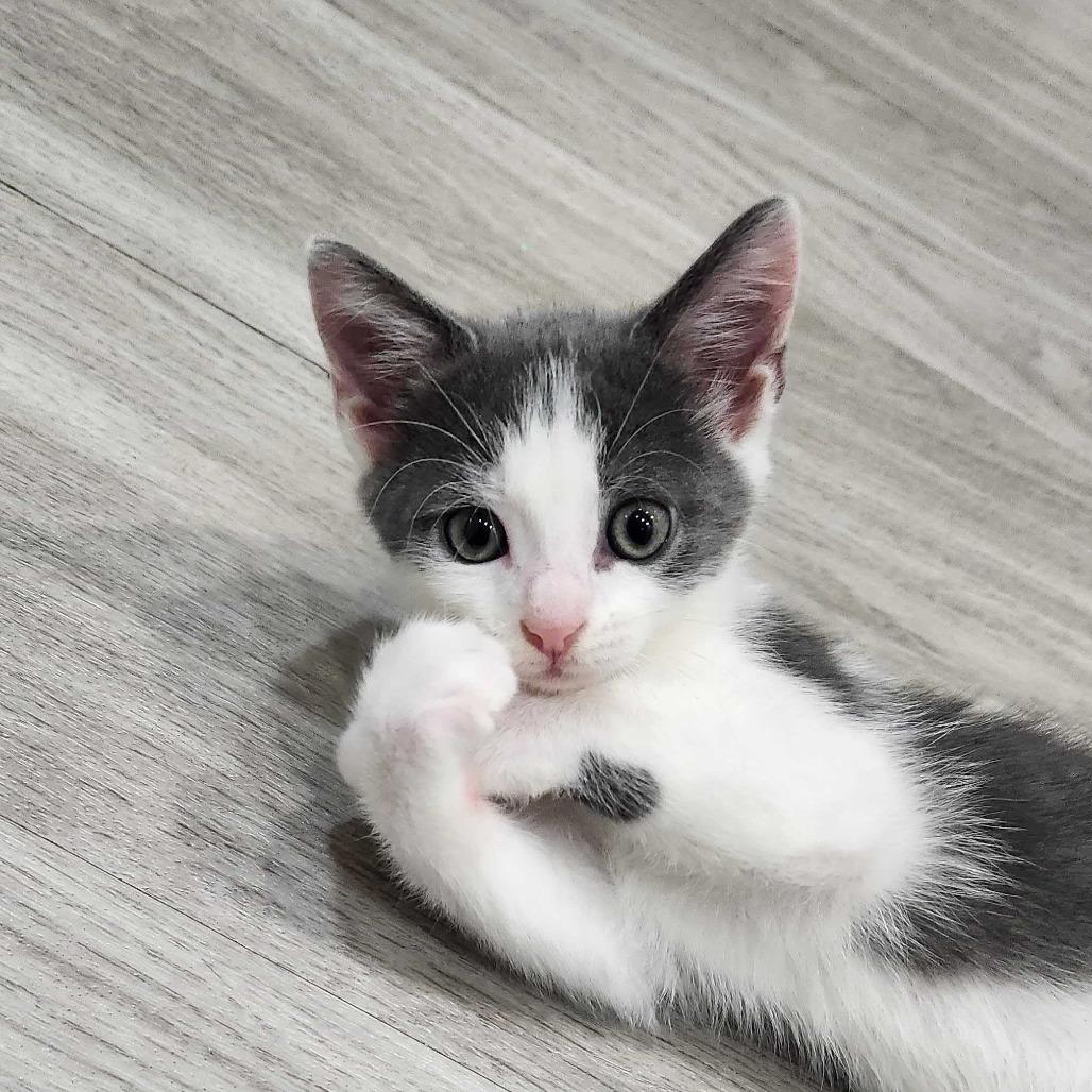 Raylan, Adoptable, Kitten Male Domestic Short Hair.