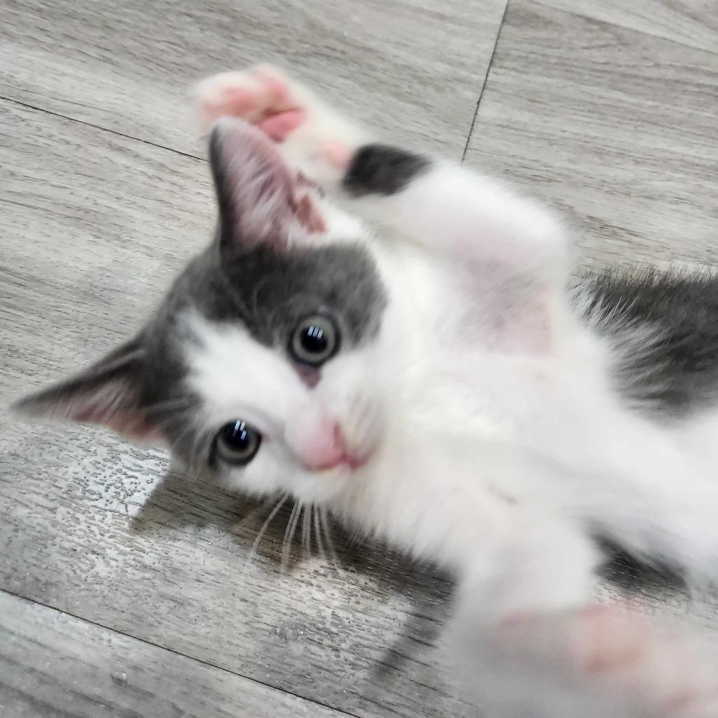 Enlarge Raylan, a Adoptable Domestic Short Hair in Valdosta , GA image 2/3