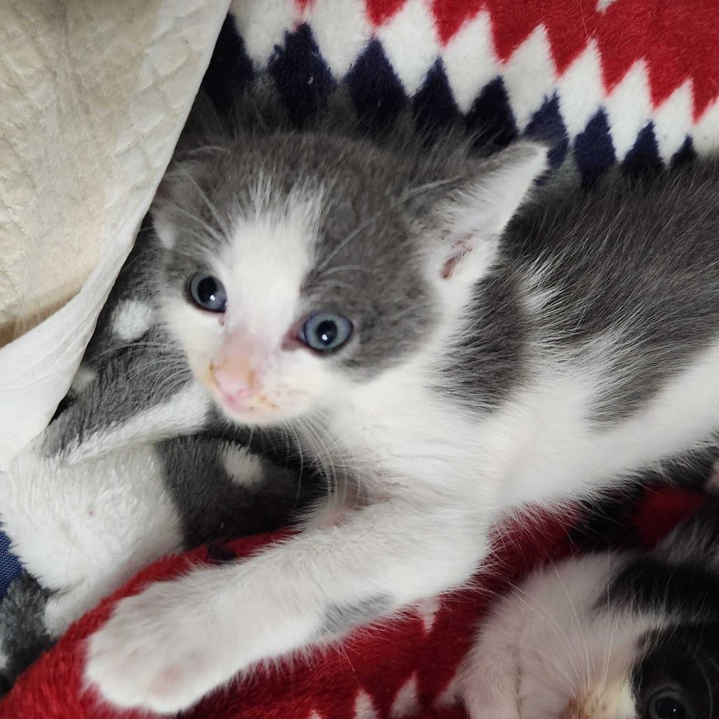 Enlarge Raylan, a Adoptable Domestic Short Hair in Valdosta , GA image 3/3