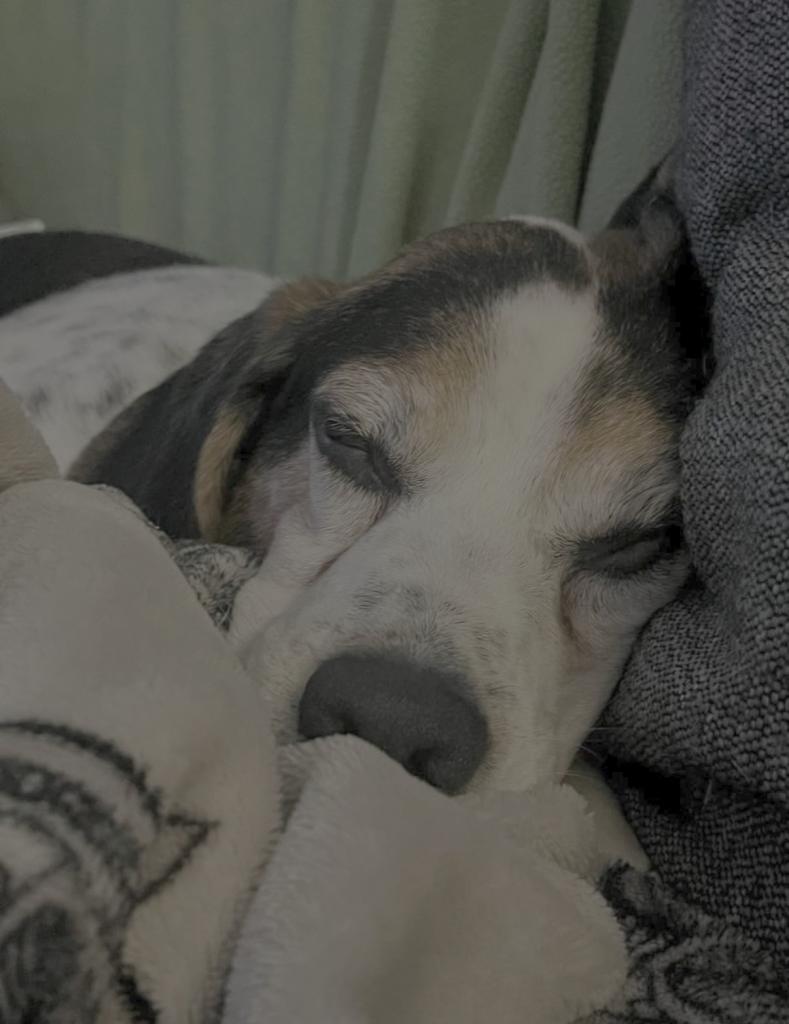 Shiloh St Marys, a Adoptable Beagle in Waldorf, MD image 1/5