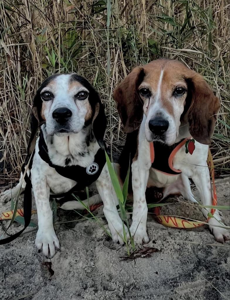 Shiloh St Marys, a Adoptable Beagle in Waldorf, MD image 2/5