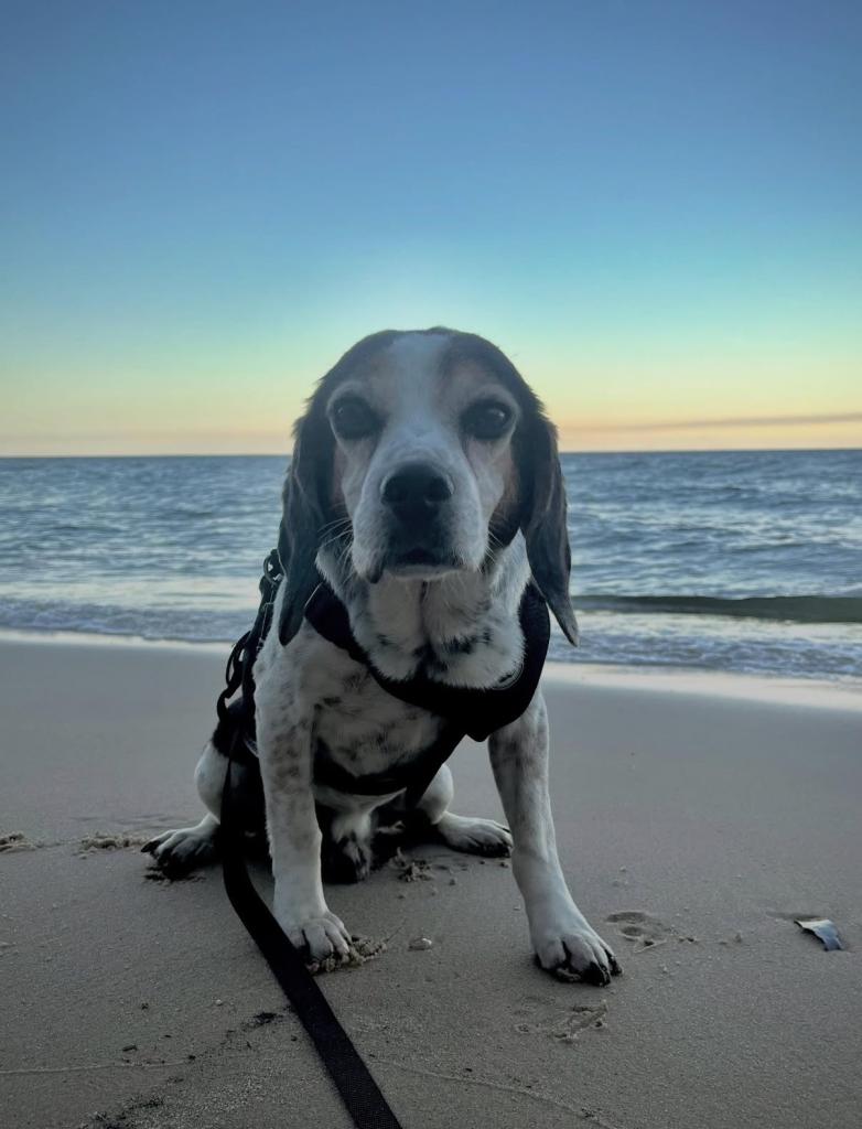 Shiloh St Marys, a Adoptable Beagle in Waldorf, MD image 5/5