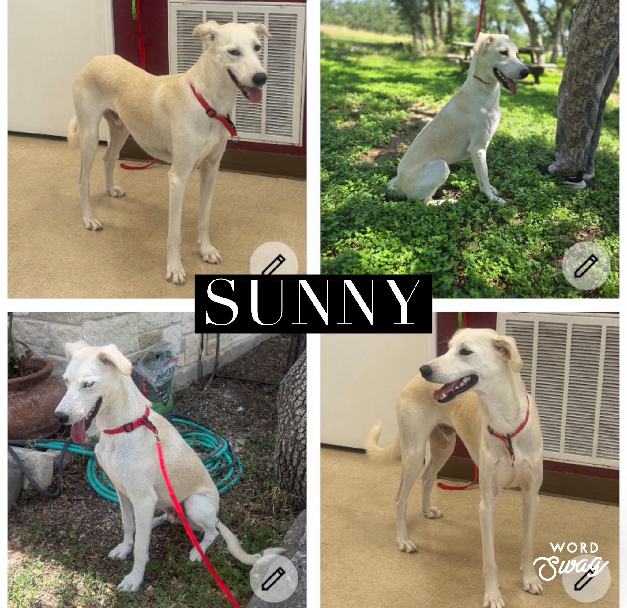 Sunny the sighthound blend, Adoptable, Adult Male Saluki & Whippet.