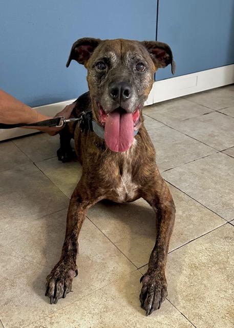 Dixie, a Adoptable mixed breed in Englewood, FL image 1/5