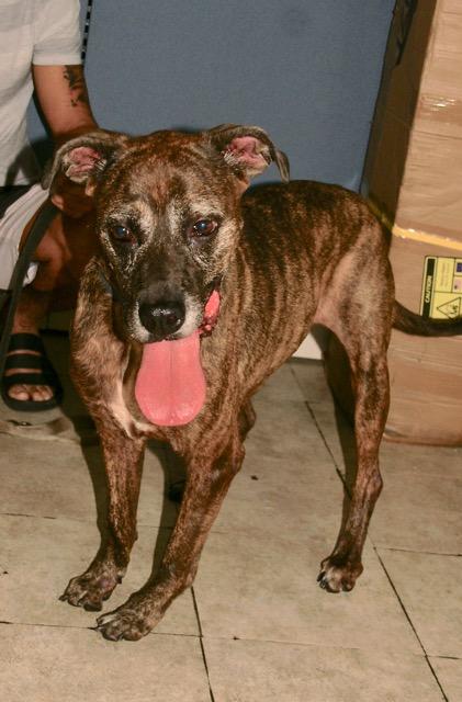 Dixie, a Adoptable mixed breed in Englewood, FL image 3/5