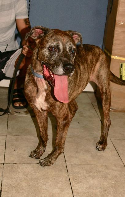 Dixie, a Adoptable mixed breed in Englewood, FL image 4/5