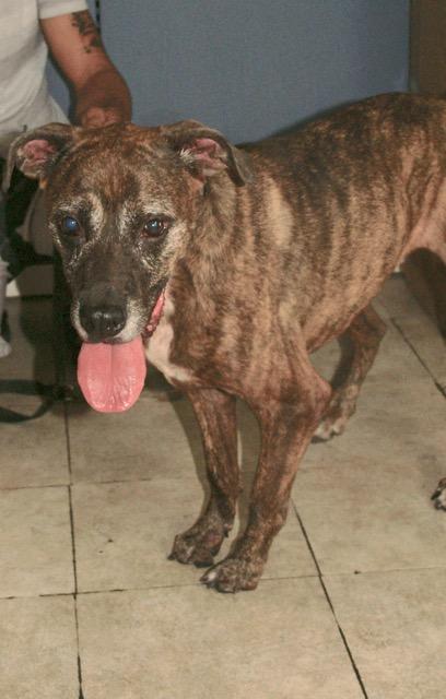 Dixie, a Adoptable mixed breed in Englewood, FL image 5/5