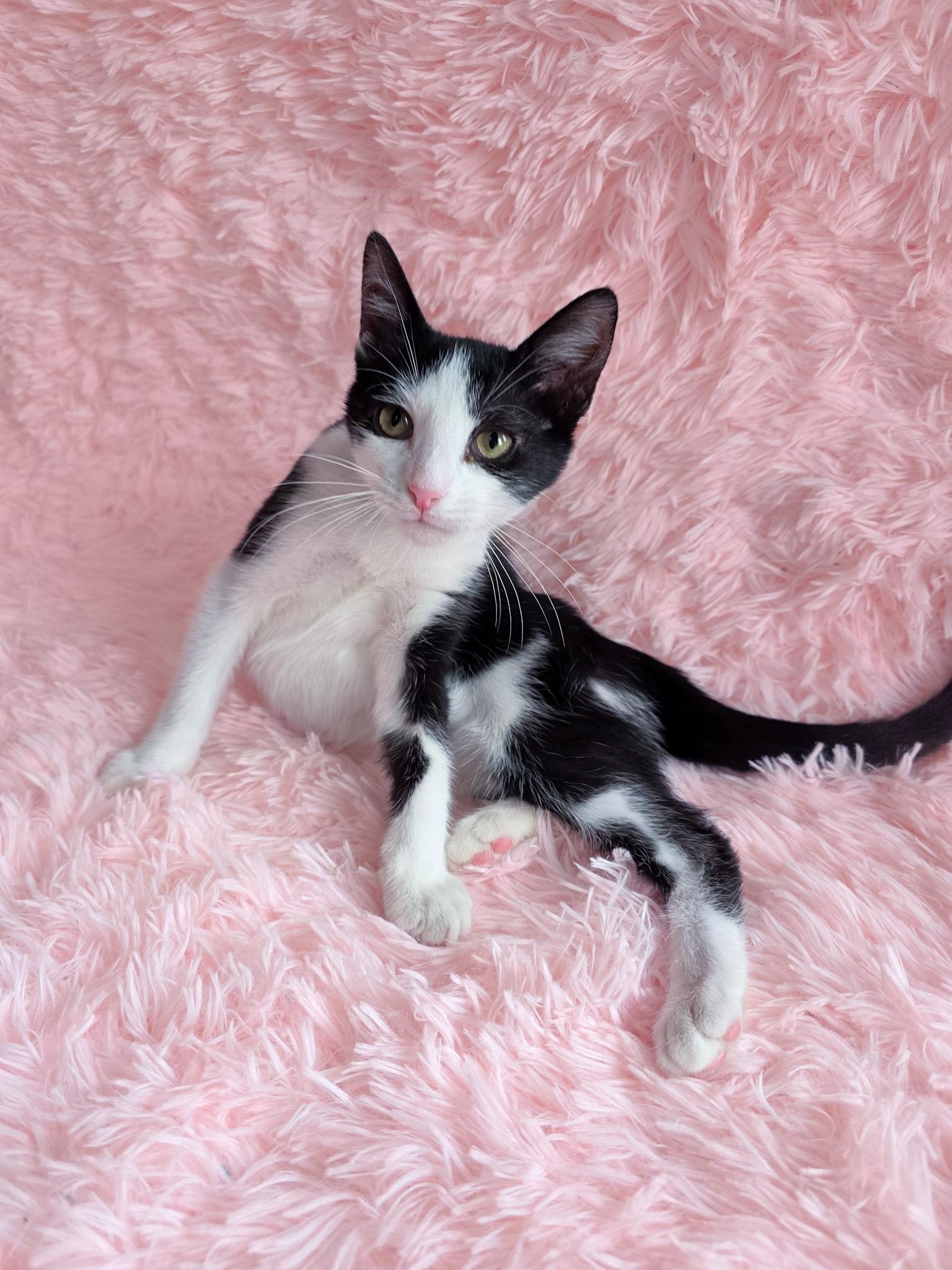 Boogie, Adoptable, Kitten Female Domestic Short Hair.